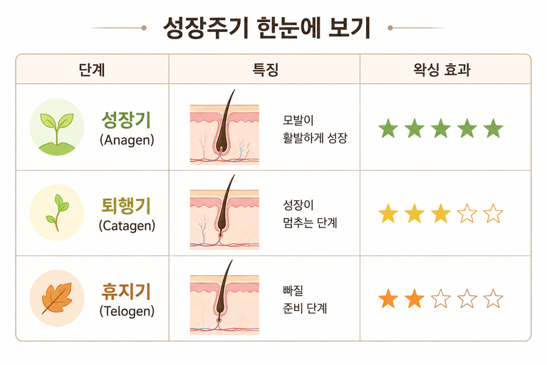 모발 성장주기